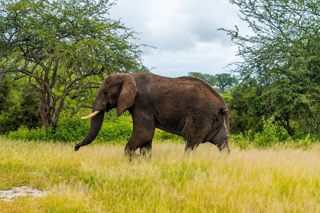 Dressing Smartly for a Safari Adventure in Etosha Park, Namibia