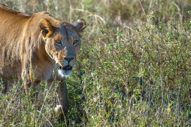 Exploring Etosha Park in Namibia: My Safari Adventure and Outfit Choices